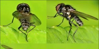 Ростковая муха – опасное для сельского хозяйства насекомое