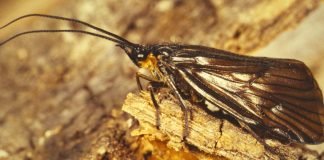 Ручейники и места их обитания