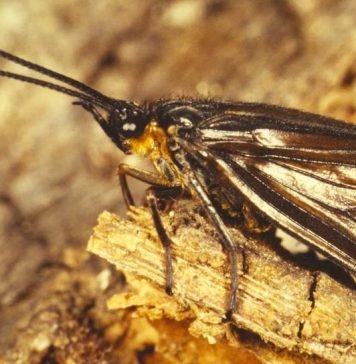 Ручейники и места их обитания