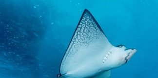 Рыбы и физика