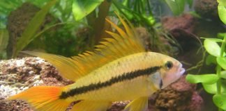 Забота рыб о потомстве