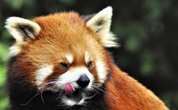 Рыжая панда: фото зверя. Описание рыжей панды