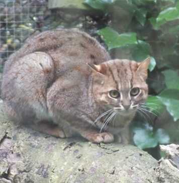 Ржавая кошка, она же – пятнисто-рыжая