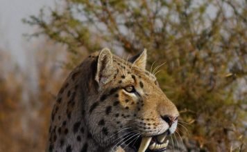 Саблезубый тигр – древний представитель кошачьих хищников