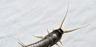 Сахарная чешуйница – древнее насекомое, живущее в домах