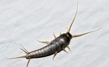 Сахарная чешуйница – древнее насекомое, живущее в домах