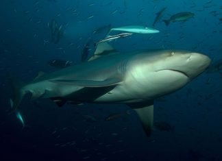 Бычья акула, акула-бык. Фото, описание рыбы