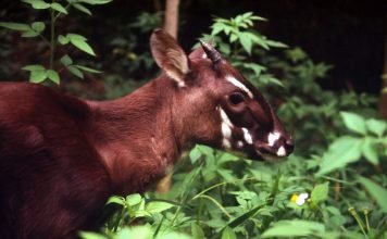 Саола – редчайший из быков