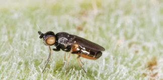 Шведская муха – опасный вредитель злаковых культур