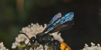 Сколии – осы-одиночки