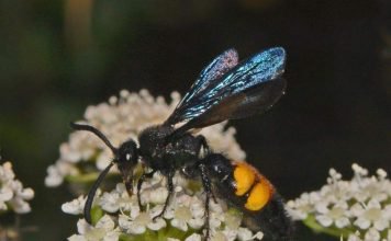 Сколии – осы-одиночки