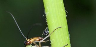 Скорпионовая муха. Имеет ли она сходство со скорпионами?