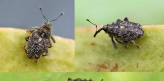 Скрытнохоботник. Образ жизни этого жука-долгоносика