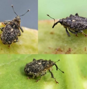 Скрытнохоботник. Образ жизни этого жука-долгоносика