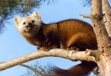 Пожарные из Кемерово сняли с дерева соболя