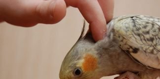 Содержание птиц в домашних условиях: главные правила
