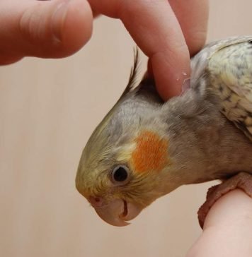 Содержание птиц в домашних условиях: главные правила