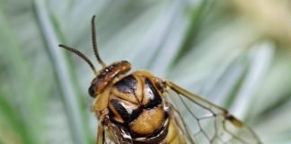 Сосновый пилильщик – враг хвойных деревьев