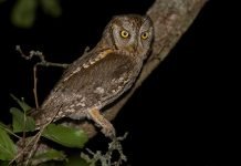 Сова – малютка. Что это за птица?