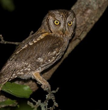 Сова – малютка. Что это за птица?