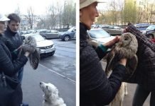 Питерские прохожие спасли сову от ворон