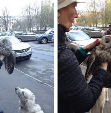 Питерские прохожие спасли сову от ворон