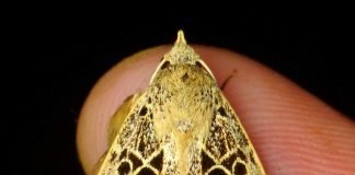 Совки — ночные бабочки. Разновидности, фото