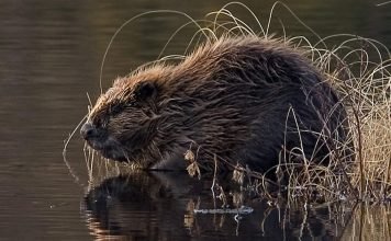 Челябинские спасатели спасли бобра