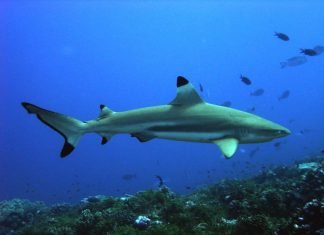 Черноперая рифовая акула. Фото хищницы