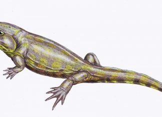 Стегоцефалы — динозавры, ведущие двойной образ жизни