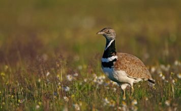 Птица стрепет: фото, описание