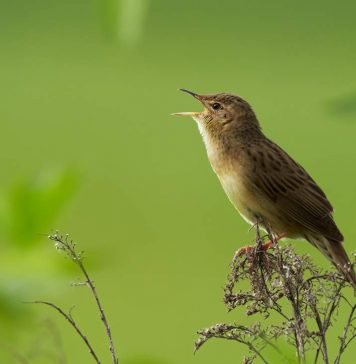 Сверчок сверчку — рознь
