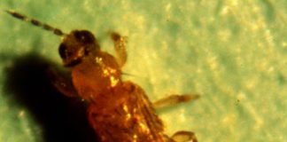 Табачный трипс — главный вредитель табака