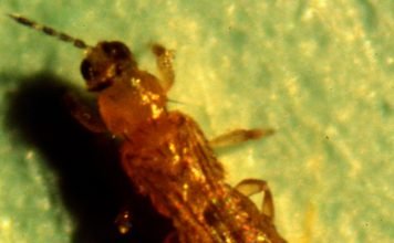 Табачный трипс — главный вредитель табака