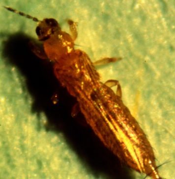 Табачный трипс — главный вредитель табака