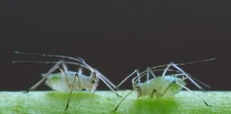 Тля, или муравьиная корова