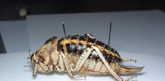 Толстун многобугорчатый – вымирающий вид кузнечиков