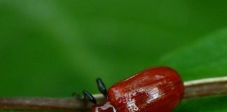 Трещалки – яркие жуки-листоеды