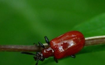 Трещалки – яркие жуки-листоеды