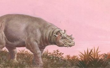 Уинтатерий – древнее травоядное млекопитающее