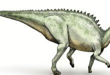 Утконосый зауролоф. Образ жизни травоядного ящера