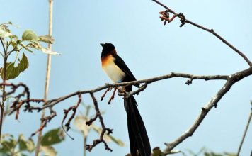 Вдовушка — птица с трагическим именем