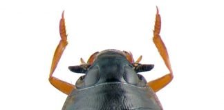 Вертячки – шустрые водяные жучки