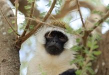 Самое интересное о верветке