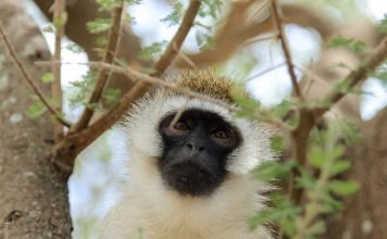 Самое интересное о верветке