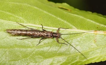 Веснянки – насекомые, которые не боятся холодов