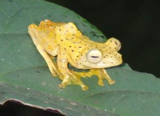 Веслоногие лягушки: разновидности, описание