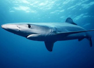 Гангская речная акула. Внешний вид, фото акулы