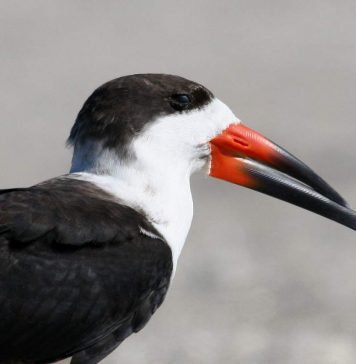Водорез — фантастическая птица