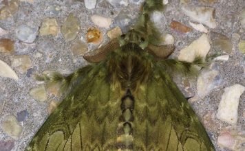 Волянки – прожорливые бабочки